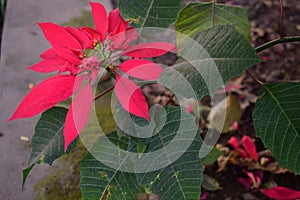 Beautiful Red flower