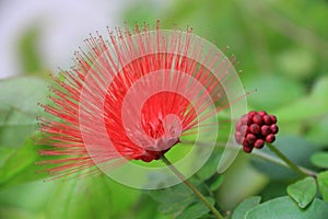 Beautiful red flower