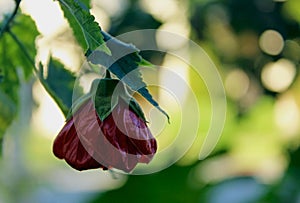 Beautiful red flower of Abutilon Nabob