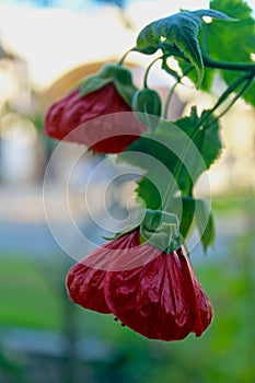 Beautiful red flower of Abutilon Nabob, Chinese lantern