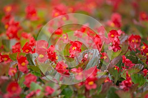 Beautiful red flower background from blossoming Begonia semperflorens