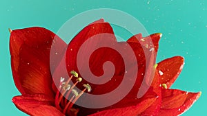 Beautiful red flower with bubbles in water. Stock footage. Bright flower in clear water on isolated background. Flowers