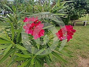 beautiful red flower bunch with the green plant