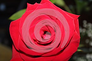 Beautiful red flower fresh delicate natural pink photo