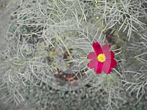 Beautiful red flower in the garden