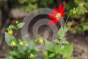 Beautiful red flower in the garden. Close-up