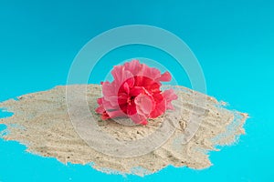 A beautiful red flower on gray sand on a the blue background