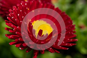 Beautiful red flower with a green background - Daisy Red Bellis Perennis Super Enorma