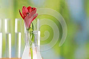 Beautiful red flower in laboratory glass flask against blurred test tubes, closeup. Space for text