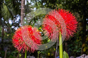 Beautiful red flower in my home