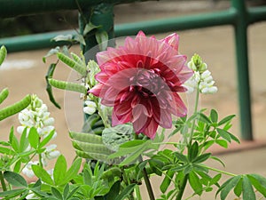 Beautiful red flower from nature