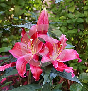 Beautiful red flower of Oriental Hybrid Lily Petrolia