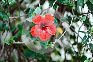 Beautiful red flower with pistil outside background blurred green hedge