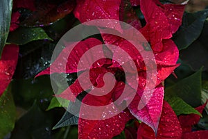 Beautiful red flower poinsettia with water drops. Traditional plant for Christmas. Horizontal with copy space