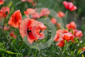 Beautiful red flower - poppies. Natural colorful background