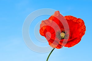 Beautiful red flower of poppy on a blue background. Papaver rhoeas