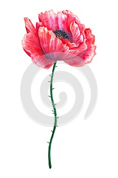 Beautiful red flower poppy. Hand drawn watercolor illustration. Isolated on white background.