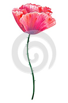 Beautiful red flower poppy. Hand drawn watercolor illustration. Isolated on white background.