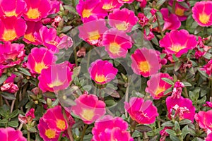 Beautiful red flower, Portulaca oleraceae