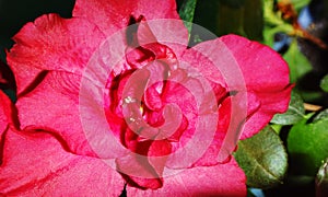 Beautiful red flower, similar to female genitalia, feminine