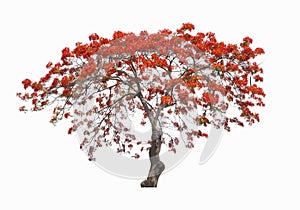 Beautiful red flower tree, Peacock flower tree, isolated on white background.