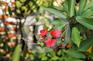 Beautiful red flower