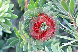 Beautiful red flower with white petals endings