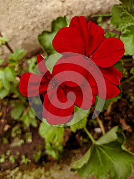Beautiful red flower on the yard