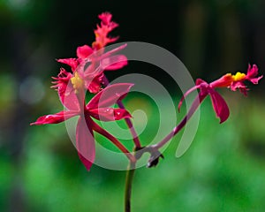 Beautiful Red Flowers