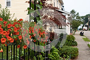 Beautiful Red Flowers along a Neighborhood Sidewalk with Homes in Cold Spring New York during Summer