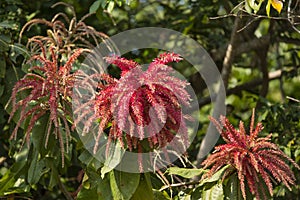 Beautiful Red Flowers of Ant Tree or Triplaris Brasiliensis