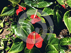 Beautiful red flowers Anthurium Andre
