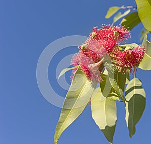 Beautiful red flowers of Australian native gum tree