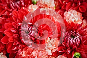 Beautiful red flowers background. Aster flowers, Top view