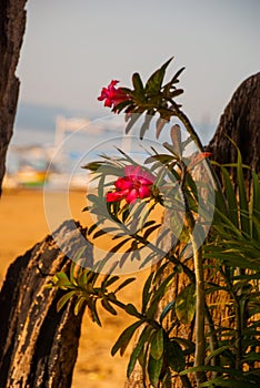 Beautiful red flowers on the background of the beach in Sanur