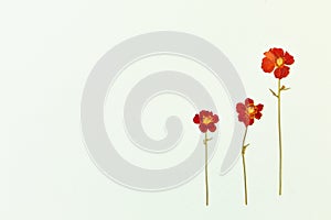 Beautiful red flowers on the background top view. Flat lay style.