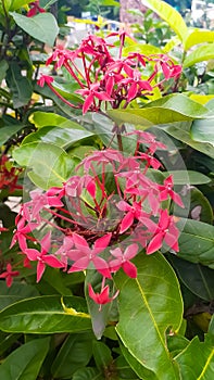 Beautiful red flowers with big leafs in group, nature stock photo