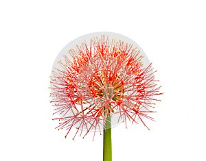 Beautiful red flowers of Blood flower, Powder puff lily, Blood lily Haemanthus multiflorus Tratt. Martyn