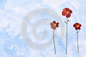 Beautiful red flowers on the blue background top view. Flat lay style.