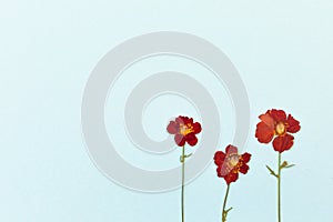 Beautiful red flowers on the blue background top view. Flat lay style.