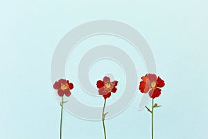 Beautiful red flowers on the blue background top view. Flat lay style.