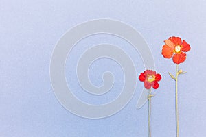 Beautiful red flowers on the blue background top view. Flat lay style.