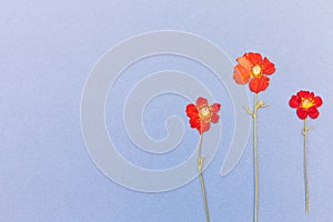 Beautiful red flowers on the blue background top view. Flat lay style.