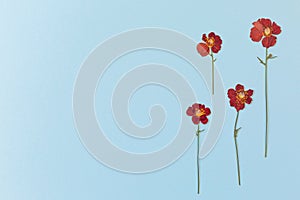 Beautiful red flowers on blue background top view. Flat lay style.