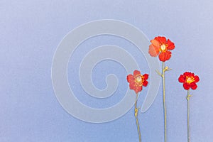 Beautiful red flowers on the blue background top view. Flat lay style.