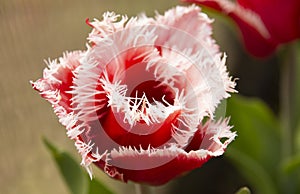 Beautiful red flowers Fringed tulips Canasta in a sunny garden. Spring flower