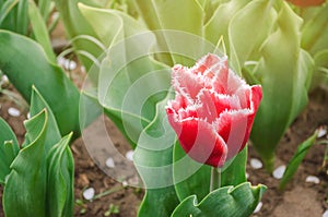 Beautiful red flowers Fringed tulips Canasta in a sunny garden. Spring flower. Soft selective focus photo