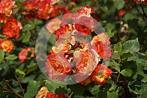 Beautiful red flowers - Front view