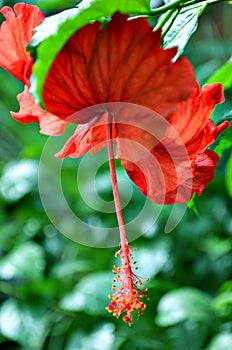 Beautiful Red Flowers Garden design