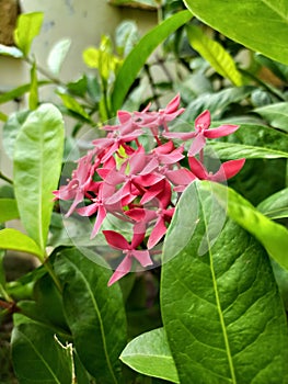 Beautiful Red flowers green leaves, Closeup image Red flower in garden, natural flowers garden most beautiful Red flower and leaf,